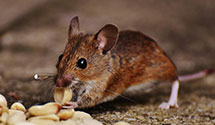24 Hour & Emergency Exterminators in Wolverine Lake, MI
